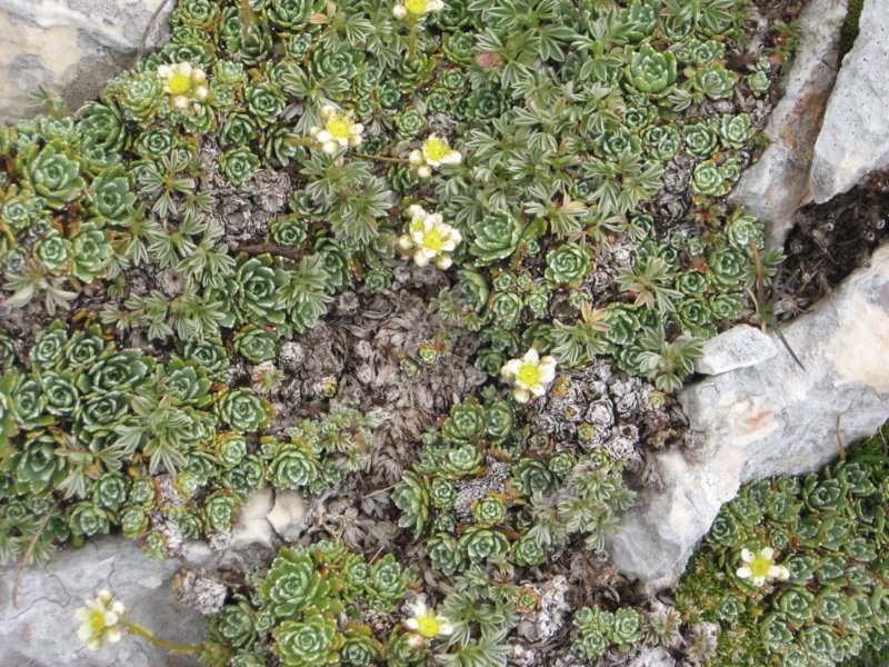 krlat201164.jpg