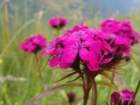 skutnik37_small.jpg