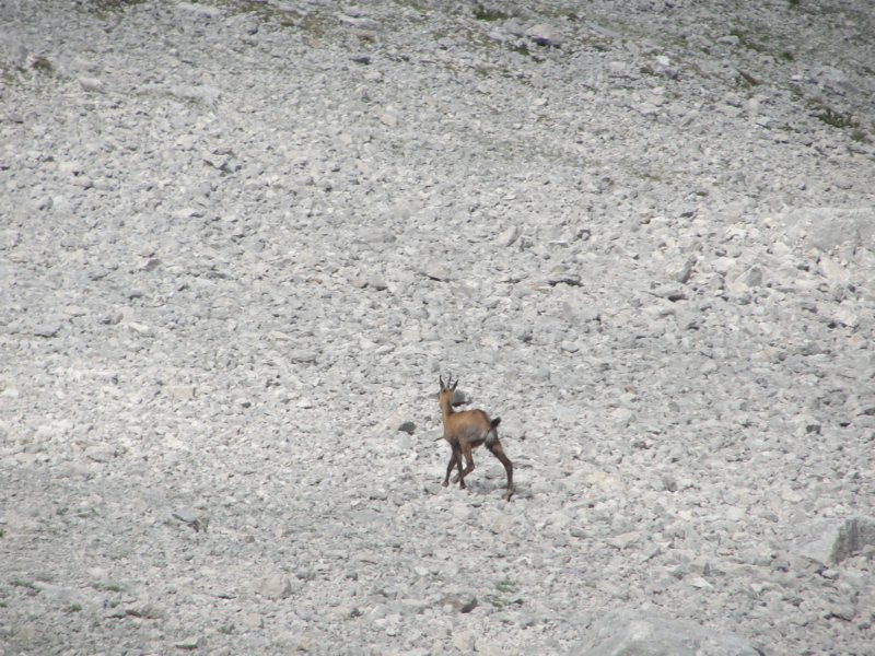 pik057.jpg