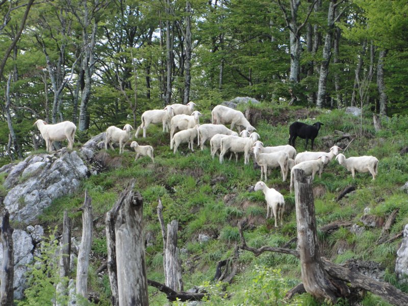 svinjak25.jpg