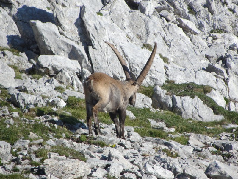triglavsevernastena55.jpg