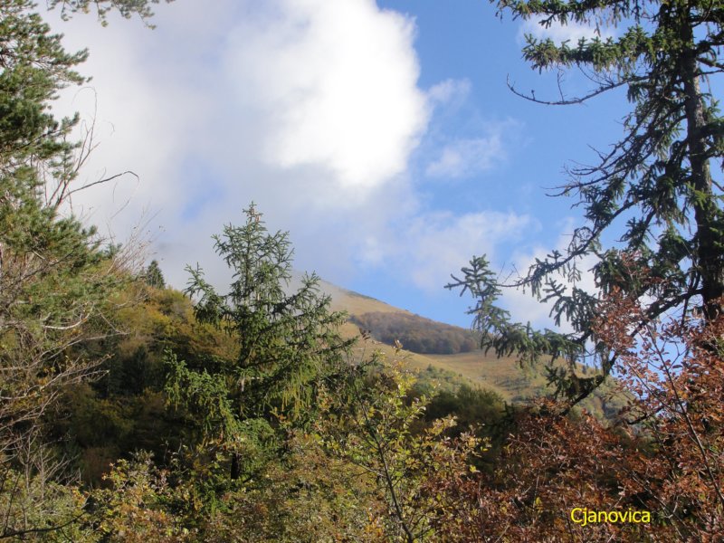cjanovica1.jpg