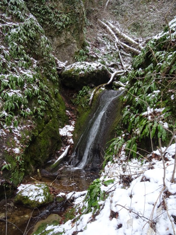 velikijavornik28.jpg