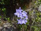 velavrenica28_small.jpg
